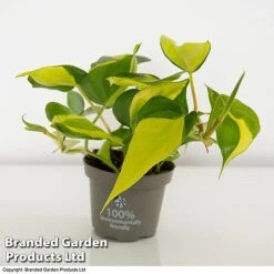 Philodendron Scandens Brasil -Tulip Bloom brasil2