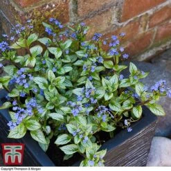 Brunnera Macrophylla 'Jack Frost' -Tulip Bloom brun jack