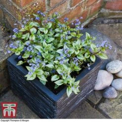 Brunnera Macrophylla 'Jack Frost' -Tulip Bloom brun jack2