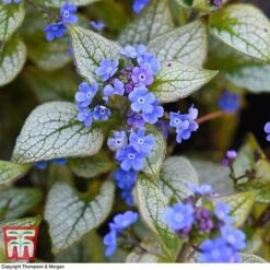 Brunnera Macrophylla 'Jack Frost'