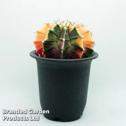 Cactus Gymnocalycium Mihanovichii F. Variegata Mixed -Tulip Bloom cacts