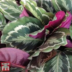 Calathea Roseopicta 'Medallion' 27 Calathea Roseopicta 'Medallion' -Tulip Bloom cal31