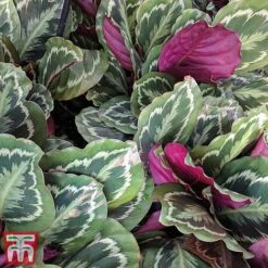 Calathea Roseopicta 'Medallion' 25 Calathea Roseopicta 'Medallion' -Tulip Bloom cal41