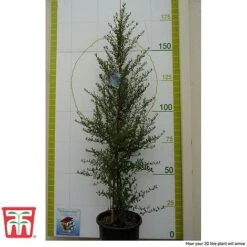 Ceanothus 'Concha' 9 Ceanothus 'Concha' -Tulip Bloom cean con