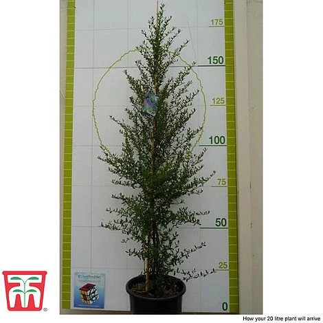 Ceanothus 'Concha' 4 Ceanothus 'Concha' - Image 4