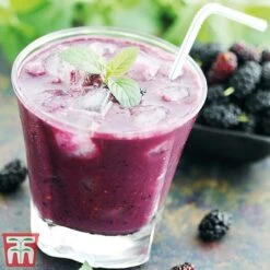 Mulberry 'Charlotte Russe' (Mojo Berry) -Tulip Bloom charl