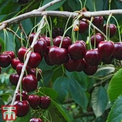 Cherry Patio Duo 'Hedelfinger & Dubbele Meikers' -Tulip Bloom cherry 1