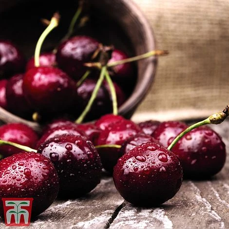 Cherry Duo Patio Fruit Trees 1 Cherry Duo Patio Fruit Trees