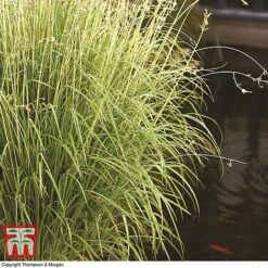 Chlorophytum Saundersiae 'Starlight' -Tulip Bloom chlc