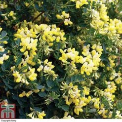 Coronilla Valentina Subsp. Glauca 'Citrina' 8 Coronilla Valentina Subsp. Glauca 'Citrina' -Tulip Bloom cit