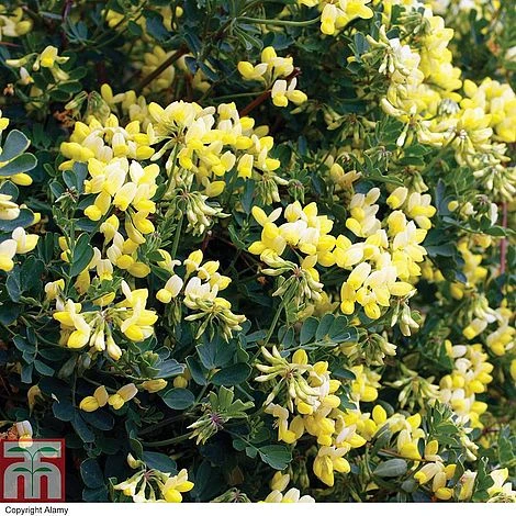Coronilla Valentina Subsp. Glauca 'Citrina' 3 Coronilla Valentina Subsp. Glauca 'Citrina' - Image 3
