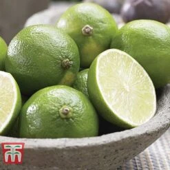 Citrus Tree Collection -Tulip Bloom citrus t10993 D