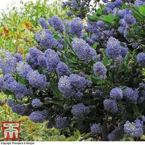 Ceanothus 'Concha' 2 Ceanothus 'Concha' - Image 2