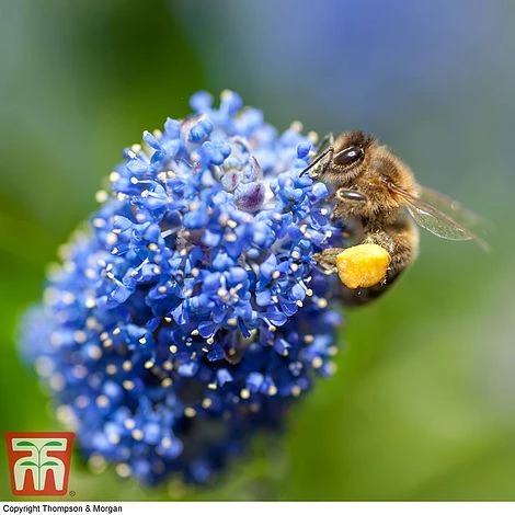 Ceanothus 'Concha' 1 Ceanothus 'Concha'