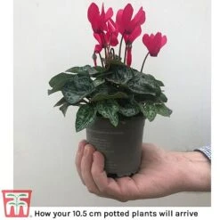 Cyclamen Persicum Metis Series -Tulip Bloom cycl