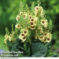 Verbascum Duo -Tulip Bloom dark eye