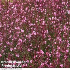 Gaura 'Baby Butterfly Dark Pink' -Tulip Bloom darkp