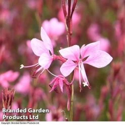 Gaura 'Baby Butterfly Dark Pink' -Tulip Bloom darkpi
