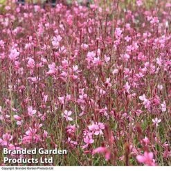 Gaura 'Baby Butterfly Dark Pink' -Tulip Bloom darkpin