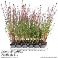 Gaura 'Baby Butterfly Dark Pink' -Tulip Bloom darkpink