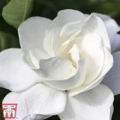 Gardenia 'Deluxe' -Tulip Bloom del