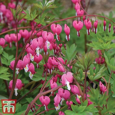Dicentra Spectabilis 3 Dicentra Spectabilis - Image 3