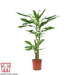 Dracaena Fragrans (House Plant) 9 Dracaena Fragrans (House Plant) -Tulip Bloom dracaena