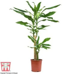 Dracaena Fragrans (House Plant) 10 Dracaena Fragrans (House Plant) -Tulip Bloom dracaena1