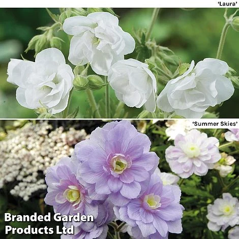 Geranium Hardy Duo 1 Geranium Hardy Duo