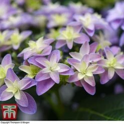 Hydrangea 'Double Dutch Alkmaar' -Tulip Bloom dutch3