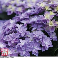 Hydrangea 'Double Dutch Alkmaar' -Tulip Bloom dutch4