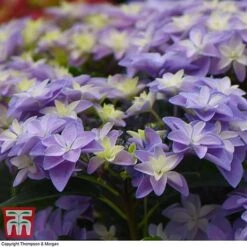 Hydrangea 'Double Dutch Alkmaar' -Tulip Bloom dutch6