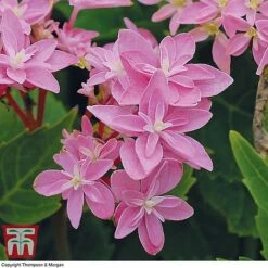 Hydrangea 'Double Dutch Edam' 11 Hydrangea 'Double Dutch Edam' -Tulip Bloom edam3