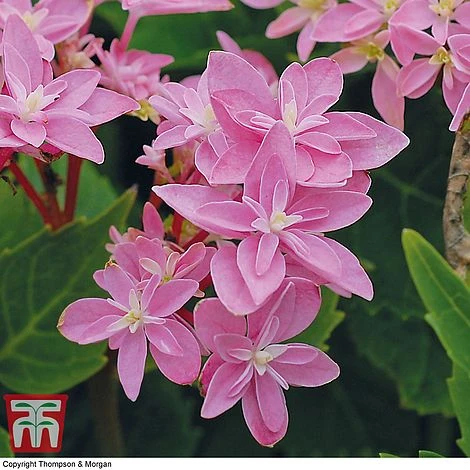 Hydrangea 'Double Dutch Edam' 4 Hydrangea 'Double Dutch Edam' - Image 4