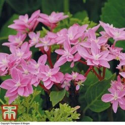 Hydrangea 'Double Dutch Edam' 13 Hydrangea 'Double Dutch Edam' -Tulip Bloom edam4