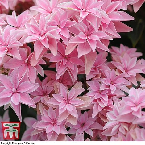 Hydrangea 'Double Dutch Edam' 5 Hydrangea 'Double Dutch Edam' - Image 5