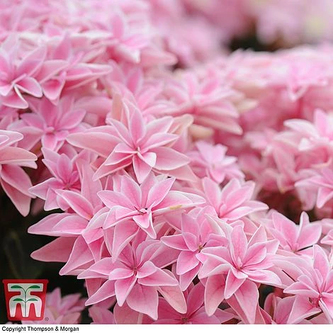 Hydrangea 'Double Dutch Edam' 7 Hydrangea 'Double Dutch Edam' - Image 7