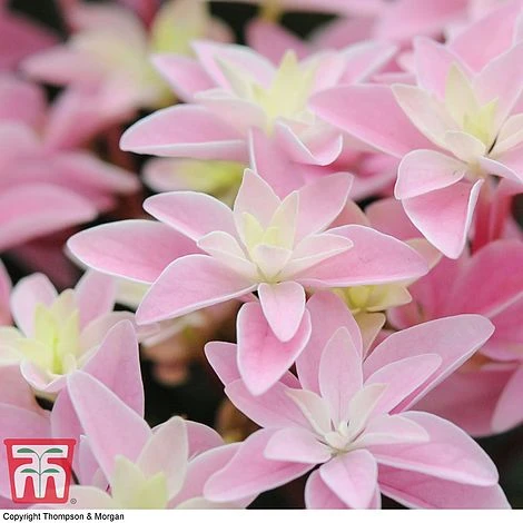 Hydrangea 'Double Dutch Edam' 8 Hydrangea 'Double Dutch Edam' - Image 8