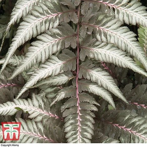 Athyrium Niponicum Var. Pictum 'Pewter Lace' 2 Athyrium Niponicum Var. Pictum 'Pewter Lace' - Image 2