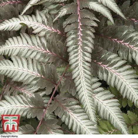 Athyrium Niponicum Var. Pictum 'Pewter Lace' 1 Athyrium Niponicum Var. Pictum 'Pewter Lace'