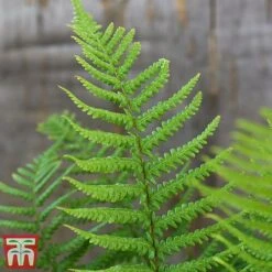 Dryopteris Affinis -Tulip Bloom fern2