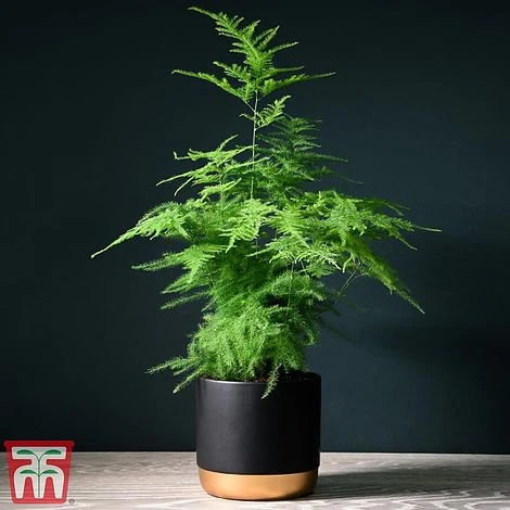 Asparagus Setaceus Plumosus 1 Asparagus Setaceus Plumosus