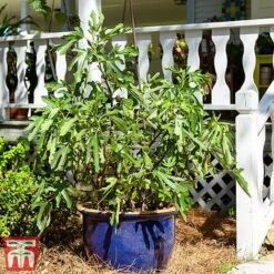 Fig 'Little Miss Figgy' -Tulip Bloom fig little