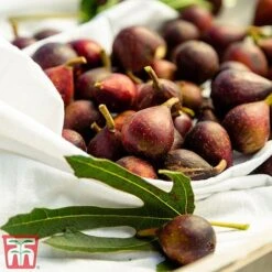 Fig 'Little Miss Figgy' -Tulip Bloom fig little3