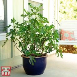 Fig 'Little Miss Figgy'