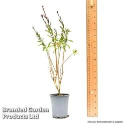 Gaura 'Baby Butterfly Dark Pink' -Tulip Bloom gaur