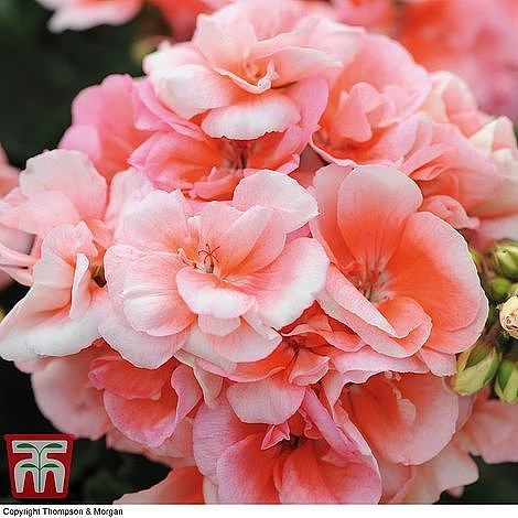 Geranium Giant 'Salmon Princess' 1 Geranium Giant 'Salmon Princess'