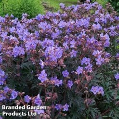 Geranium 'Storm Cloud' -Tulip Bloom gera storm