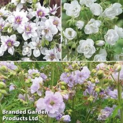 Geranium Doubles Hardy Collection 8 Geranium Doubles Hardy Collection -Tulip Bloom gera trio2