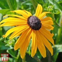 Rudbeckia Fulgida Var Sullivantii 'Goldsturm' -Tulip Bloom goldstruck